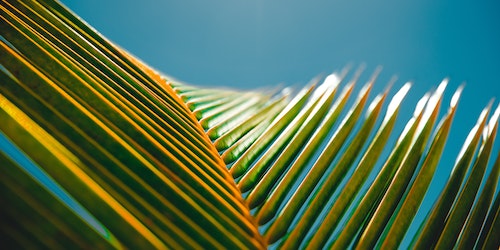 A palm frond